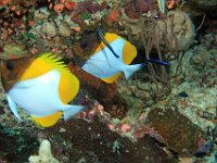 Pyrimid Butterflyfish with cleaner fish